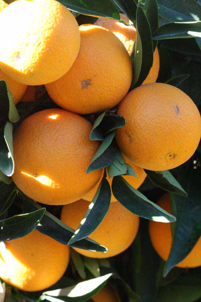              Fruit (Riverside, CA)       